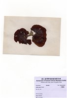 藏品(大團扇藻)的圖片